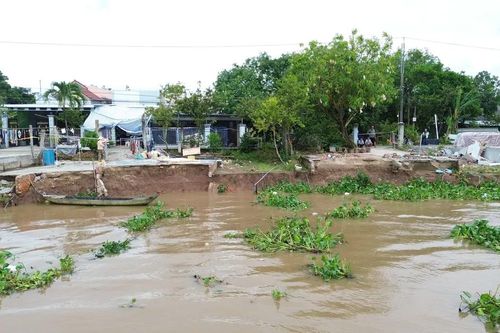 Đồng Tháp, Vĩnh Long: Triều cường kết hợp lũ gây sạt lở 155 điểm, thiệt hại 2.900ha cây trồng