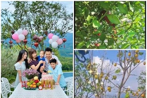 Khu vườn ngập cây trái trong biệt thự trên núi của Mạnh Trường