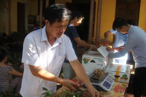 Lập hồ sơ Tri thức trồng và chế biến nhãn lồng Hưng Yên trình UNESCO