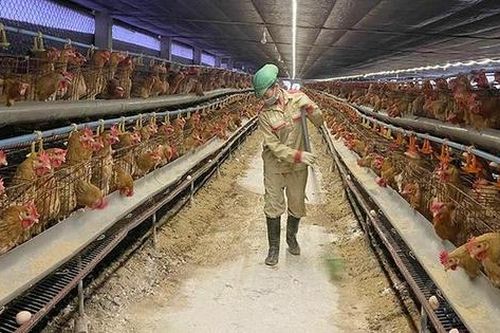 Nâng tầm sức mạnh kinh tế trang trại