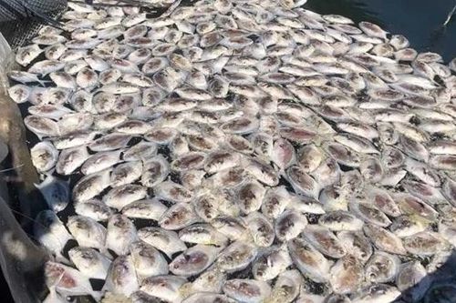 Cá chết nổi trắng bè thủy sản ở đặc khu Vân Đồn