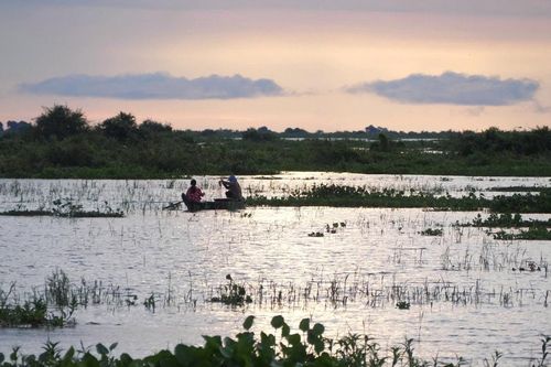 Theo dấu cá linh: Hành trình từ Biển Hồ về miền Tây sông nước