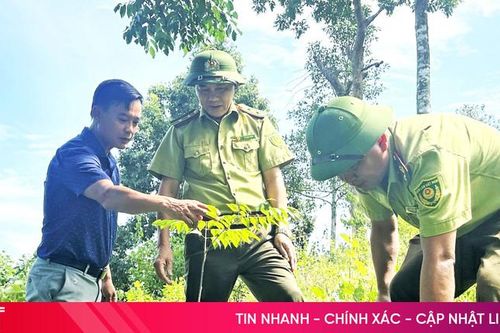 Hà Tĩnh phấn đấu trồng mới hơn 9.300 ha rừng