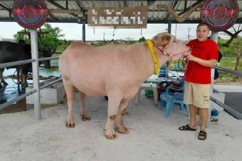Con trâu màu 'lạ' được trả 1,7 tỷ đồng, người đàn ông liền gật đầu bán