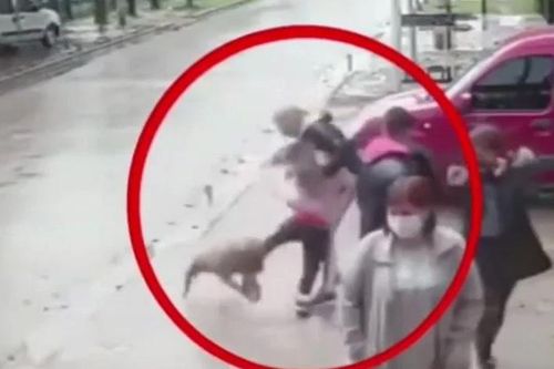 Bé gái 7 tuổi bị chó pitbull tấn công giữa phố, hàng chục người liều mình giải cứu