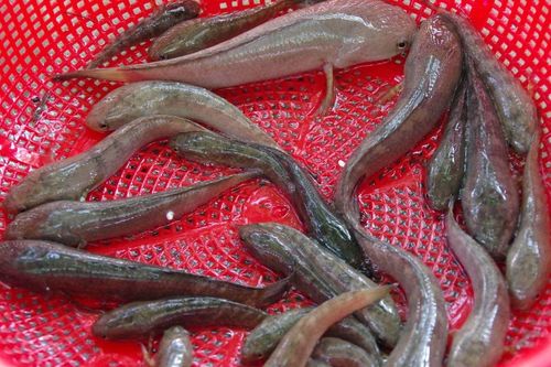 Loại cá suối là đặc sản An Giang dễ nhầm cá lóc con, có tiền chưa chắc ăn được vì lý do đặc biệt