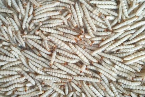 Loài sâu đặc sản ở Gia Lai, khách quý lắm mời được mời ăn