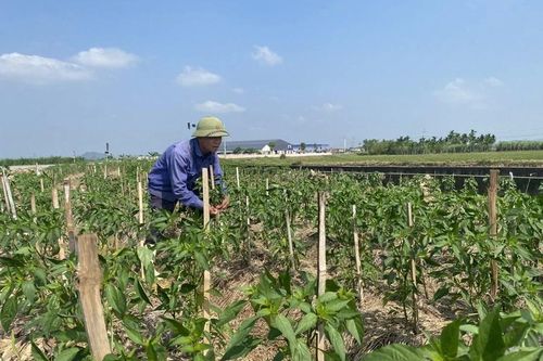 Yên Định phát triển cây trồng vụ đông