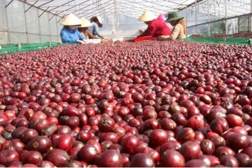 Xuất khẩu cà phê đạt kỷ lục 8,4 tỷ USD