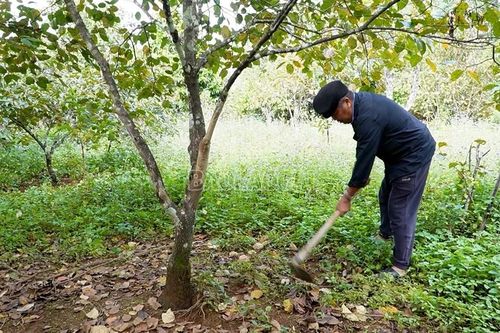 Những cây đại thụ của bản làng vùng cao