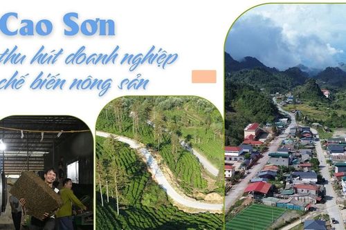 Cao Sơn thu hút doanh nghiệp chế biến nông sản