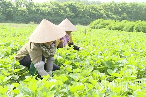 Phát triển nông nghiệp hữu cơ, tăng giá trị sản phẩm