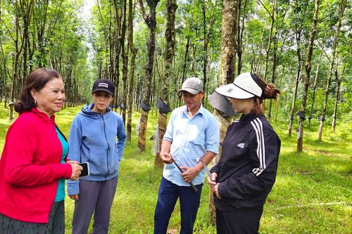 Hiệu quả vượt trội từ mô hình giao khoán vườn cao su
