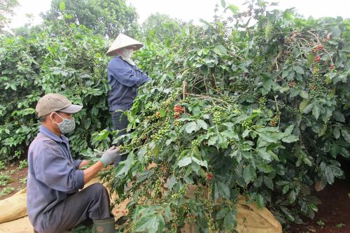 Bảo hộ chỉ dẫn địa lý: Nâng tầm giá trị nông sản địa phương