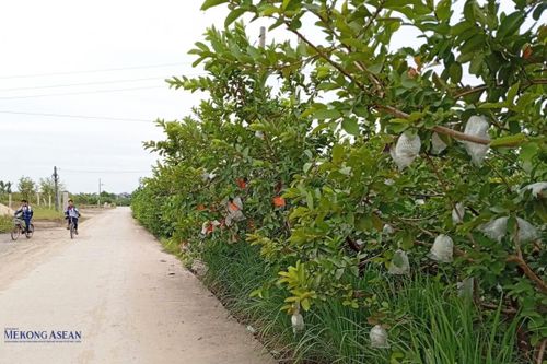 Ổi trái vụ góp phần nâng cao thu nhập cho nông dân xã Hà Nam, Hải Phòng