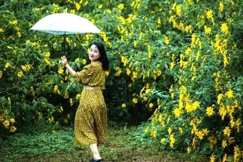 Đà Lạt vào mùa hoa dã quỳ vàng