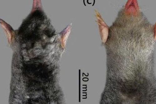 Phát hiện loài chuột chũi, động vật còn nhiều bí ẩn dưới lòng đất Pù Luông