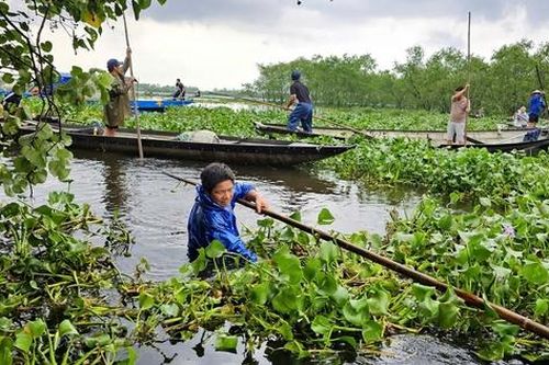 Lục bình phủ kín mặt nước, người dân điểm du lịch cộng đồng ở Huế ngâm mình 'giải vây'