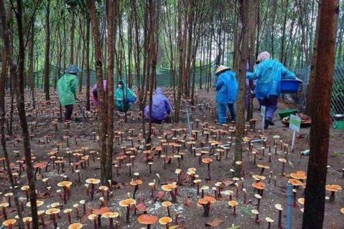 Nhà khoa học phát triển dự án trồng nấm dưới tán keo tạo sinh kế cho đồng bào Bahnar