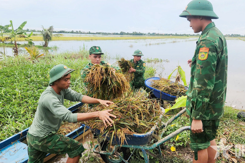 Đồn Biên phòng Long Khốt giúp dân thu hoạch lúa trong mùa lũ