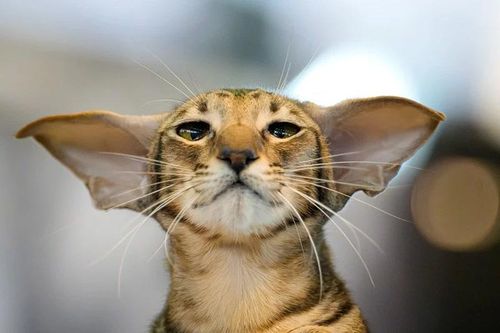 Triển lãm mèo lớn nhất hành tinh: Những khoảnh khắc khiến người xem tan chảy