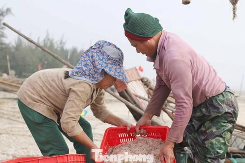 Ngư dân rẽ sóng săn con bé tí teo, bỏ túi tiền triệu mỗi ngày