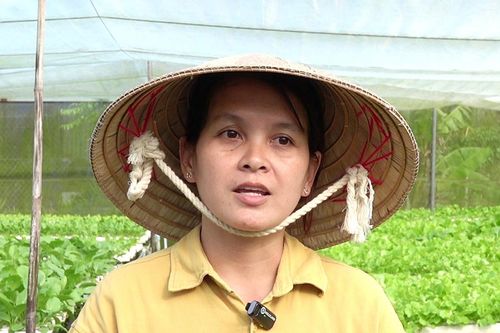 Người phụ nữ Cần Thơ bỏ nghề y, đầu tư 1 tỷ đồng làm vườn rau xanh 2.000m2