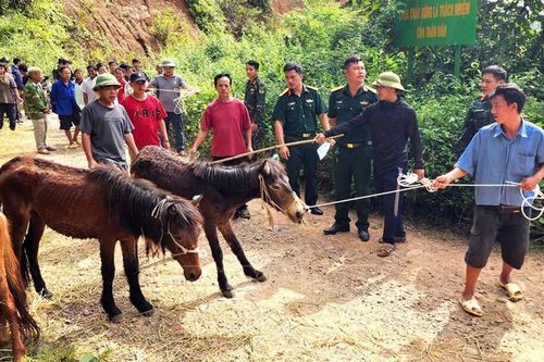 Nậm Kè, Điện Biên mùa trâu, ngựa về: Hơi ấm từ những chương trình nghĩa tình vùng biên