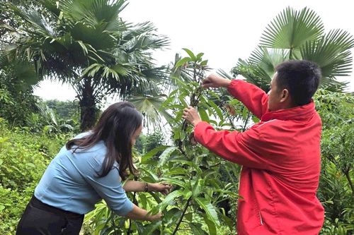 Sinh kế mới mở lối phát triển vùng cao Nghệ An