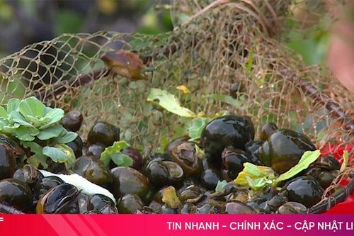 'Vàng đen' của nhà nông Hà Tĩnh