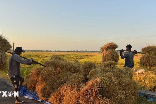 Giá gạo tại thị trường châu Á chạm mức thấp nhất trong nhiều năm