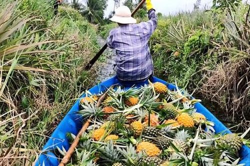 Đặc sản nức tiếng miền Tây mọc tại vùng đất 'thừa phèn, thiếu ngọt'.'