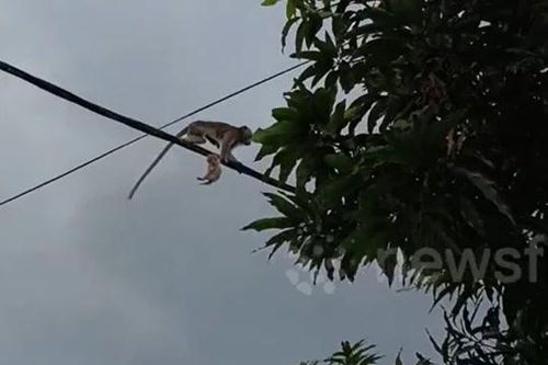 Khỉ hoang táo tợn 'bắt cóc' mèo con, mang lên dây điện khiến dân làng hốt hoảng