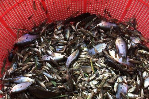 Loại cá bé tí chạy hàng đàn bị chê rẻ bèo ở miền Tây, nay thành đặc sản kho tiêu ăn ngon mê tít
