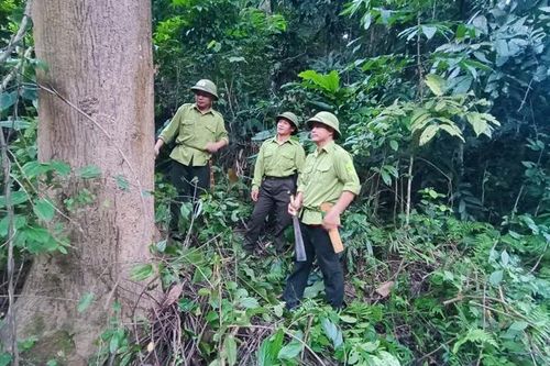 Chủ động quản lý, bảo vệ rừng bền vững