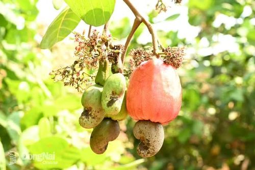 Món ngon từ điều