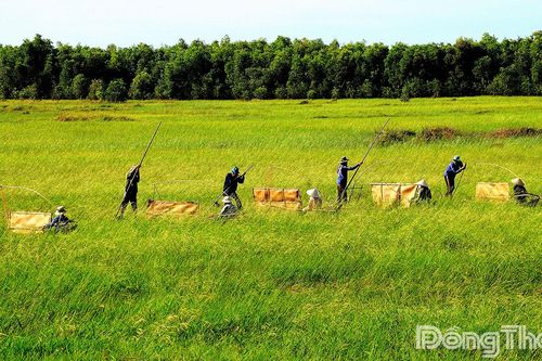 Cây lúa ma: Hồi sinh văn hóa Đồng Tháp Mười
