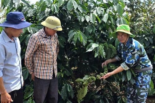 Sinh kế từ đàn bò, tương lai từ nông nghiệp sạch