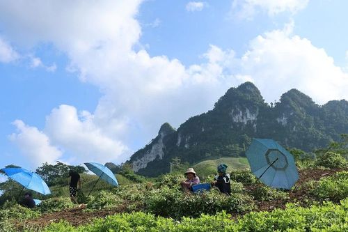 Mùa thu hoạch lạc dưới chân núi Tam Đỉnh