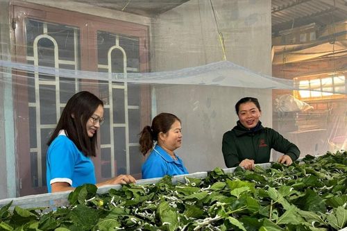 Xanh trên vùng đất kinh tế mới
