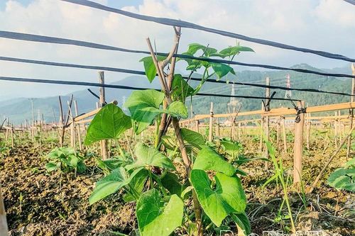 Giữ vững thương hiệu, nâng cao giá trị của rau Su su Tam Đảo