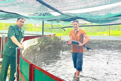 Mô hình cá tầm của cựu chiến binh Ngụy Văn Dũng