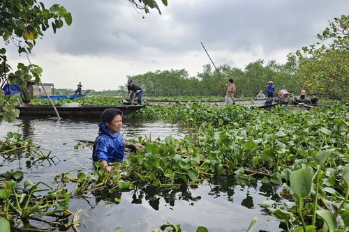 Bèo 'tấn công' làng du lịch cộng đồng do mưa lũ, dân Huế ngụp lặn 'giải vây'