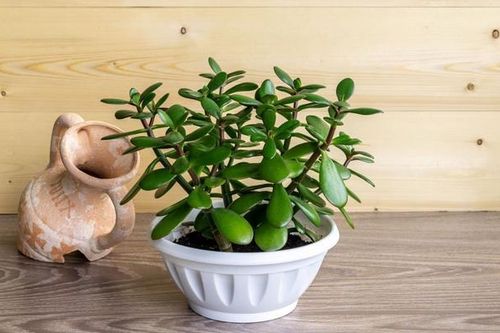 Ban Thần tài để cây gì thích hợp thu hút tài lộc, may mắn?