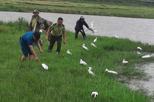 Hà Tĩnh: tiêu hủy gần 75.000 công cụ săn bắt chim di cư tự nhiên