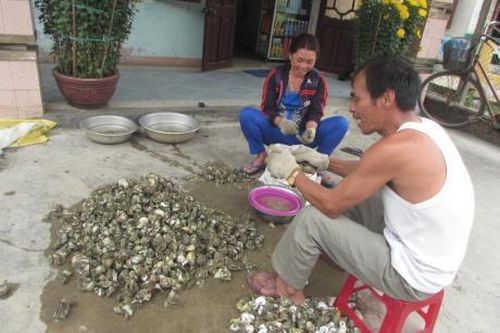 Mưu sinh bằng nghề bắt hàu trên sông