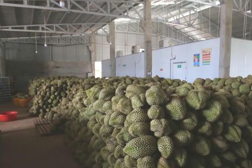 Đắk Lắk: Các phòng xét nghiệm sầu riêng đã hoạt động trở lại