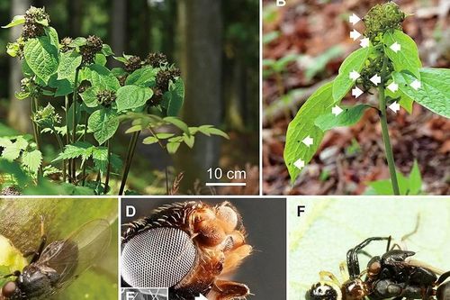Lần đầu phát hiện thực vật lạ dùng mùi kiến dụ loài thụ phấn