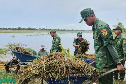 BĐBP Tây Ninh: Giúp dân gia cố, khắc phục sự cố vỡ đê và thu hoạch lúa chạy lũ