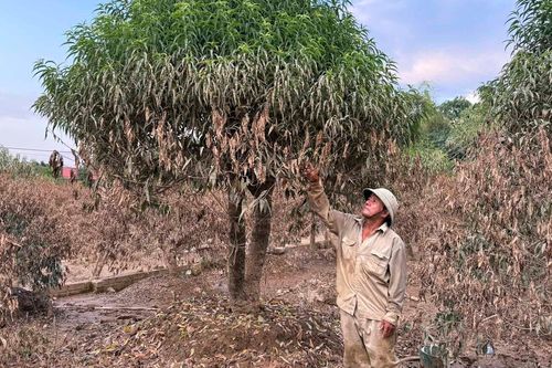 Người dân bần thần trước cảnh tượng khó tin ở những vườn đào tiền tỷ sau bão